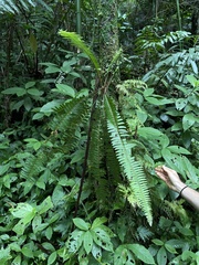 Nephrolepis rivularis