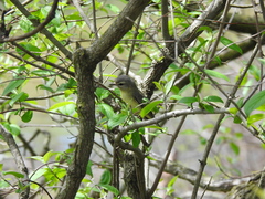 Vireo philadelphicus