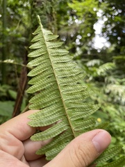 Nephrolepis rivularis