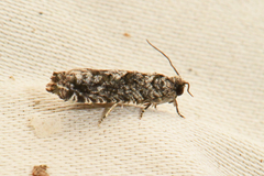 Gretchena watchungana