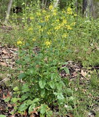 Barbarea vulgaris