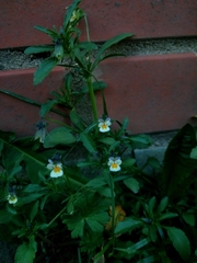 Viola arvensis