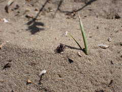 Aelurillus v-insignitus