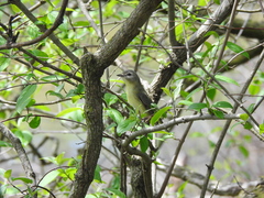 Vireo philadelphicus