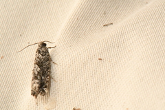 Gretchena watchungana