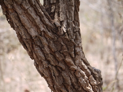 Morinda pubescens