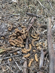 Canachites canadensis