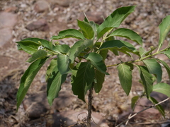 Morinda pubescens
