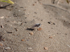 Acrosathe annulata