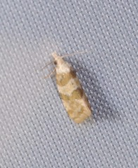 Aethes argentilimitana