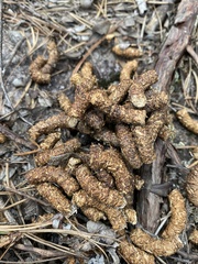 Canachites canadensis