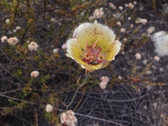 Calochortus weedii intermedius