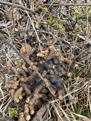 Canachites canadensis