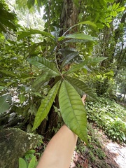 Pouteria multiflora