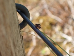 Aelurillus v-insignitus