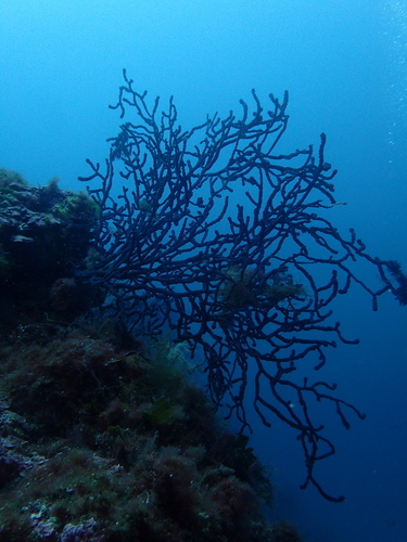 Paramuricea clavata