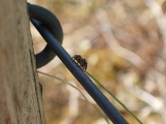 Aelurillus v-insignitus