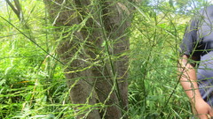 Asparagus virgatus