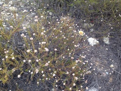 Calochortus weedii intermedius
