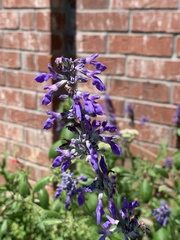 Salvia farinacea
