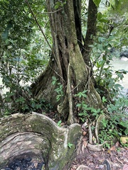 Pterocarpus officinalis