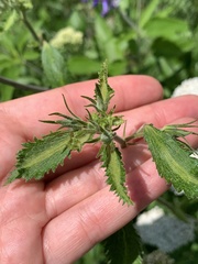 Salvia farinacea