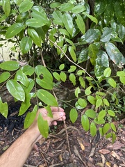 Pterocarpus officinalis