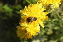 Chasmatopterus villosulus