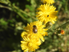 Chasmatopterus villosulus