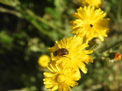 Chasmatopterus villosulus
