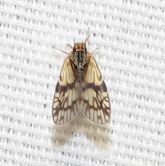 Bothriocera maculata