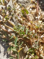 Euphorbia maculata