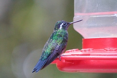 Lampornis