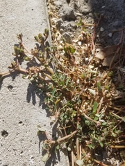 Euphorbia maculata