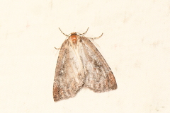 Spodolepis substriataria