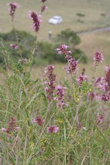 Syncolostemon densiflorus