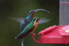 Lampornis