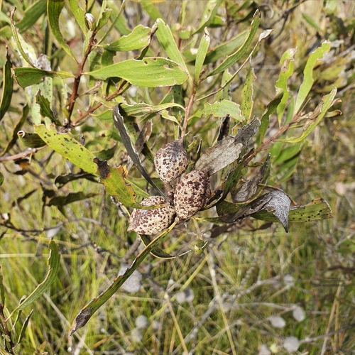 Image of Hakea laevipes by (c) ronavery, some rights reserved (CC BY)