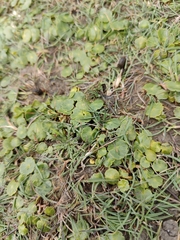 Hydrocotyle vulgaris