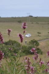 Syncolostemon densiflorus