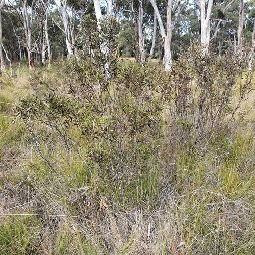 Image of Hakea laevipes by (c) ronavery, some rights reserved (CC BY)