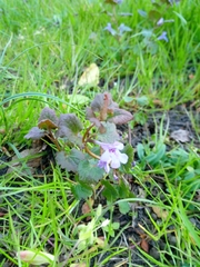 Glechoma hederacea