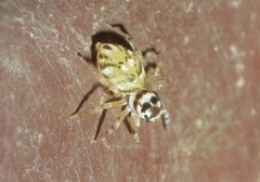 Phintella linea
