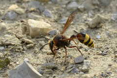 Delta unguiculatum