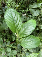 Piper glabrescens