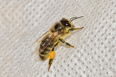 Apis mellifera
