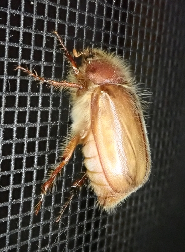 European Chafer photo 5