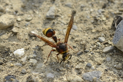 Delta unguiculatum