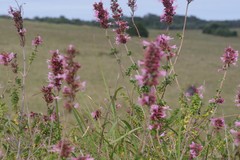 Syncolostemon densiflorus