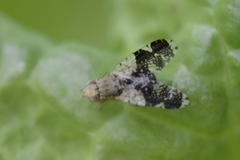 Tephritis formosa